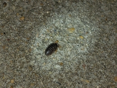 Armadillidium vulgare