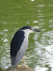 Nycticorax nycticorax