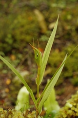 Pterostylis cardiostigma