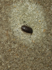 Armadillidium vulgare