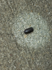 Armadillidium vulgare