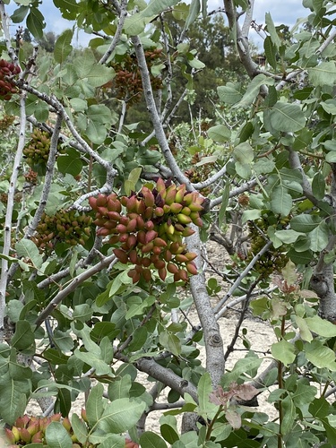 Pistacia vera