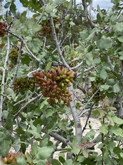 Pistazie (Pistacia vera): Herkunft und Verwendung — Foto 2
