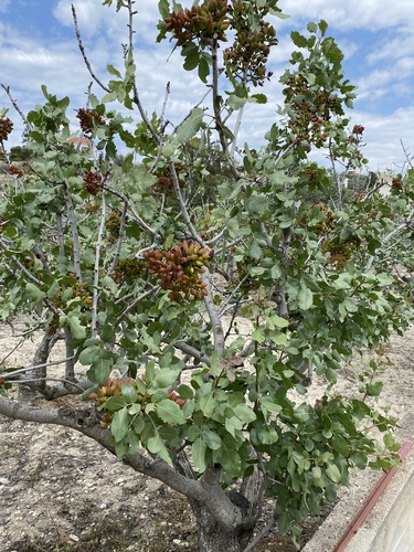Pistacia vera