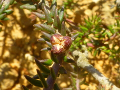 Phylica glabrata