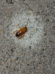 Shelfordella lateralis