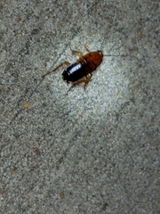 Shelfordella lateralis