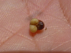 Phylica glabrata