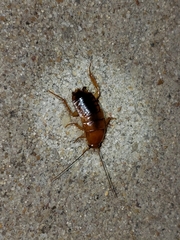 Shelfordella lateralis