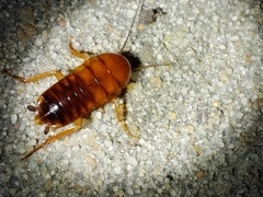 Shelfordella lateralis