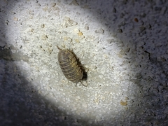 Armadillidium vulgare