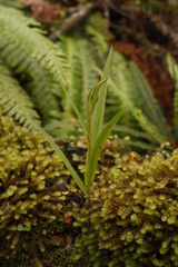 Pterostylis cardiostigma