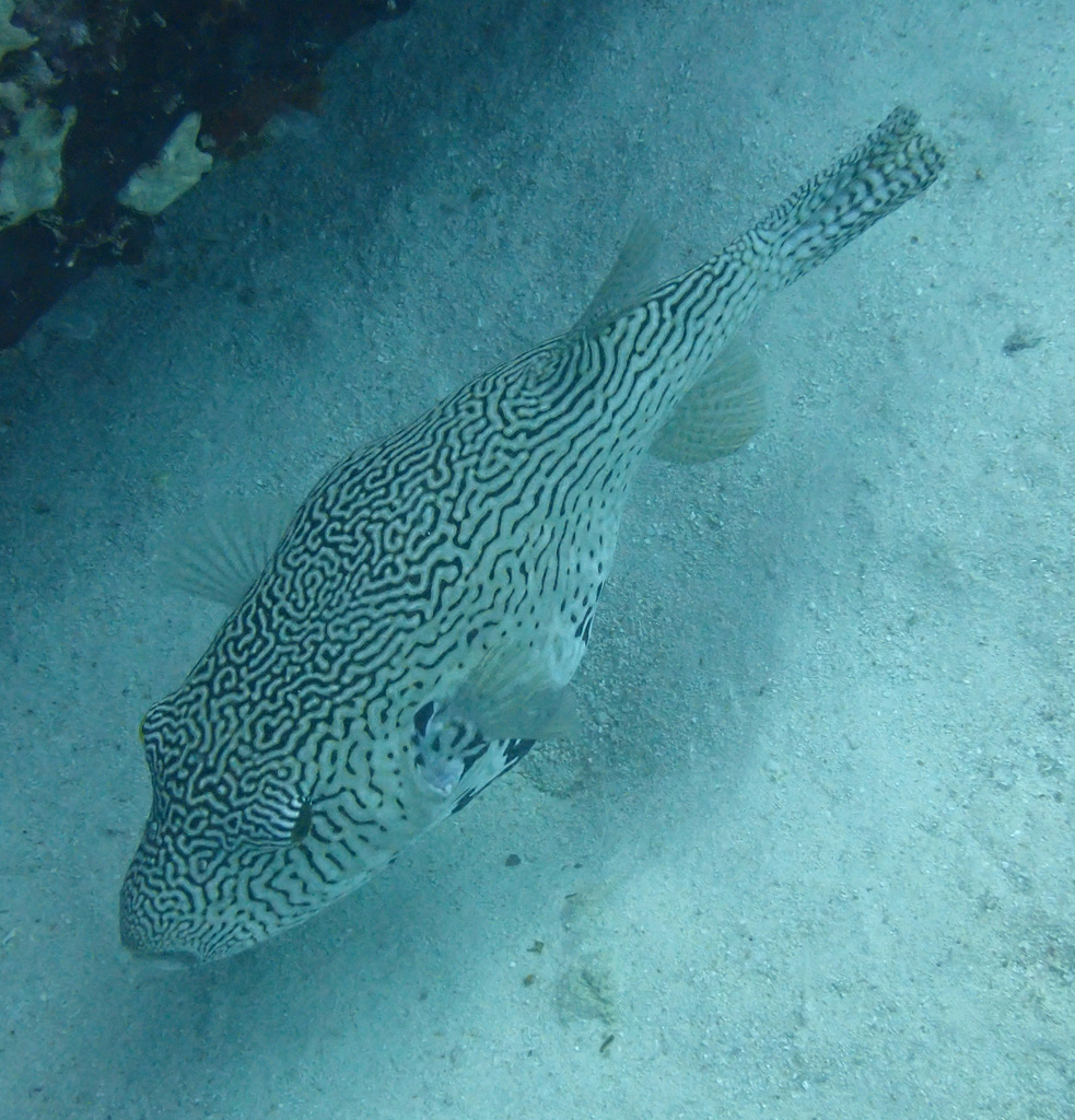 Map puffer