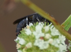 Hylaeus schwarzii