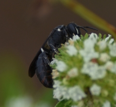 Hylaeus schwarzii