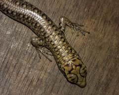 Lamprolepis smaragdina