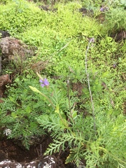 Lavandula canariensis