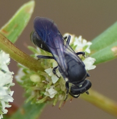 Hylaeus schwarzii