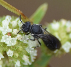 Hylaeus schwarzii