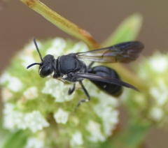 Hylaeus schwarzii