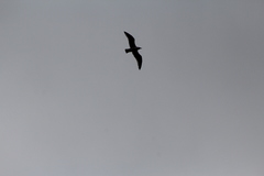 Larus argentatus smithsonianus