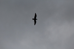 Larus argentatus smithsonianus