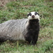Eurasian and Hog Badgers - Photo (c) romanvrbicek, some rights reserved (CC BY-NC), uploaded by romanvrbicek