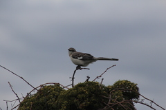 Mimus polyglottos polyglottos