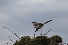 Mimus polyglottos polyglottos