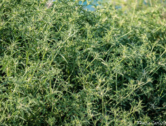 Centaurea calcitrapa