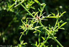 Centaurea calcitrapa