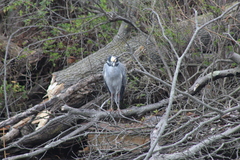 Nyctanassa violacea violacea