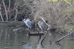 Nyctanassa violacea violacea