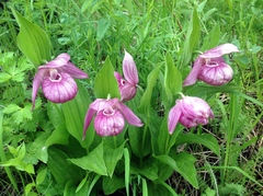 Cypripedium macranthos