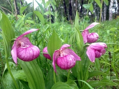 Cypripedium macranthos