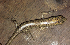 Lamprolepis smaragdina