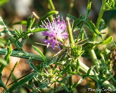 Centaurea calcitrapa
