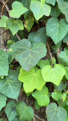 Image of Hedera azorica by (c) Codrin Bucur, some rights reserved (CC BY)