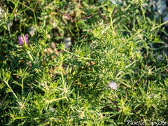 Centaurea calcitrapa