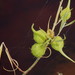 Gomphocarpus fruticosus rostratus - Photo (c) Ricky Taylor, μερικά δικαιώματα διατηρούνται (CC BY-NC), uploaded by Ricky Taylor