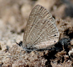 Pseudonacaduba sichela sichela