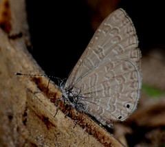 Pseudonacaduba sichela sichela