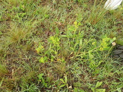 Xysmalobium tysonianum