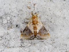 Nirmides basalis
