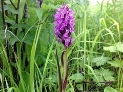 Dactylorhiza incarnata cruenta
