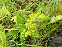 Xysmalobium tysonianum