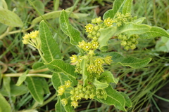 Xysmalobium tysonianum