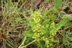 Xysmalobium tysonianum