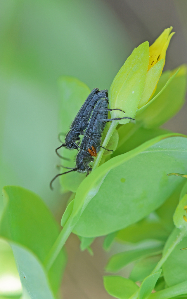 Phytoecia uncinata