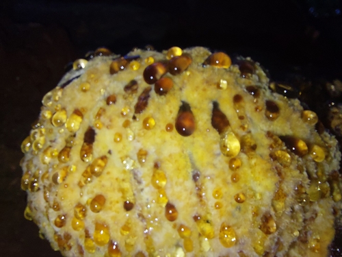 Inonotus rickii, foto de la comunidad